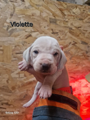 Violette 