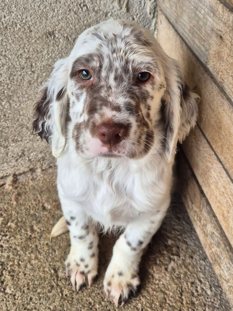 Du Roc De La Loubière - Chiot disponible  - Setter Anglais