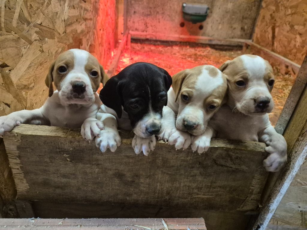 Chiot Pointer Du Roc De La Loubière