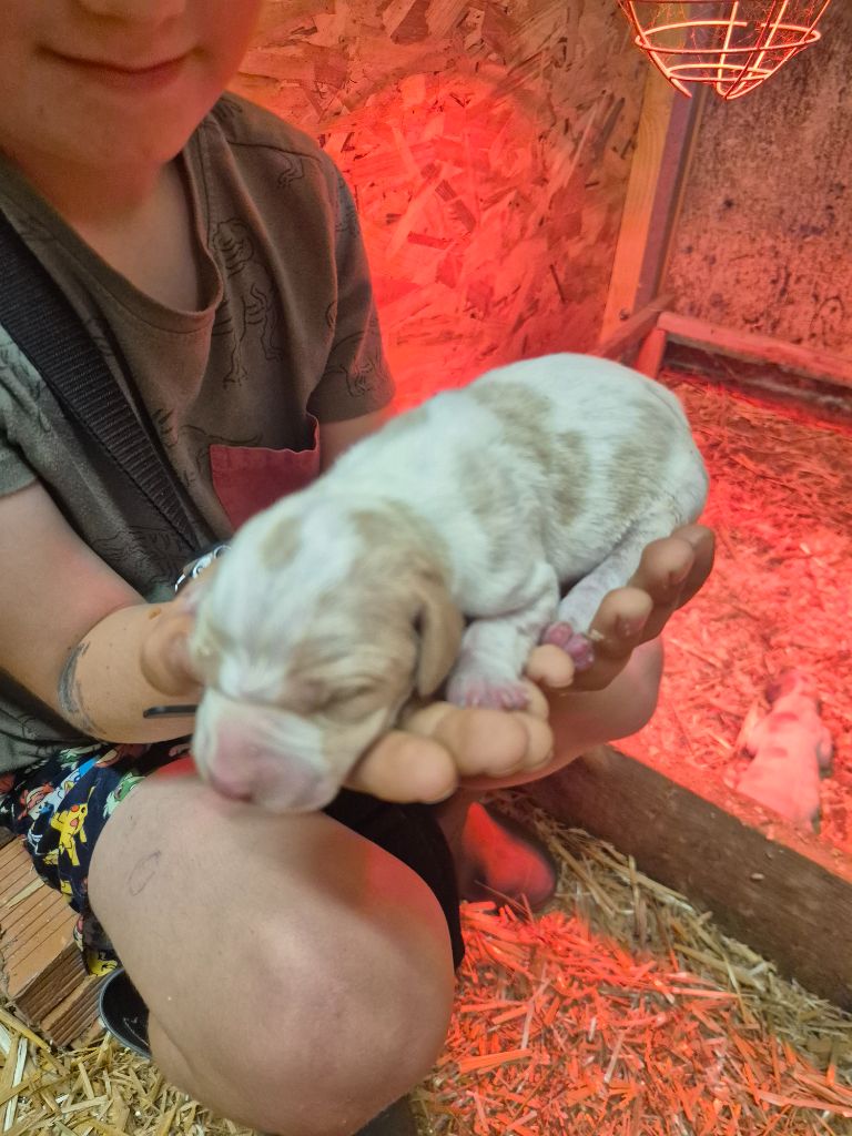 Du Roc De La Loubière - Chiots disponibles - Pointer