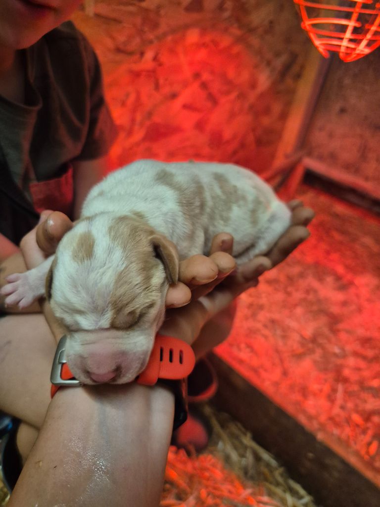 Du Roc De La Loubière - Chiots disponibles - Pointer