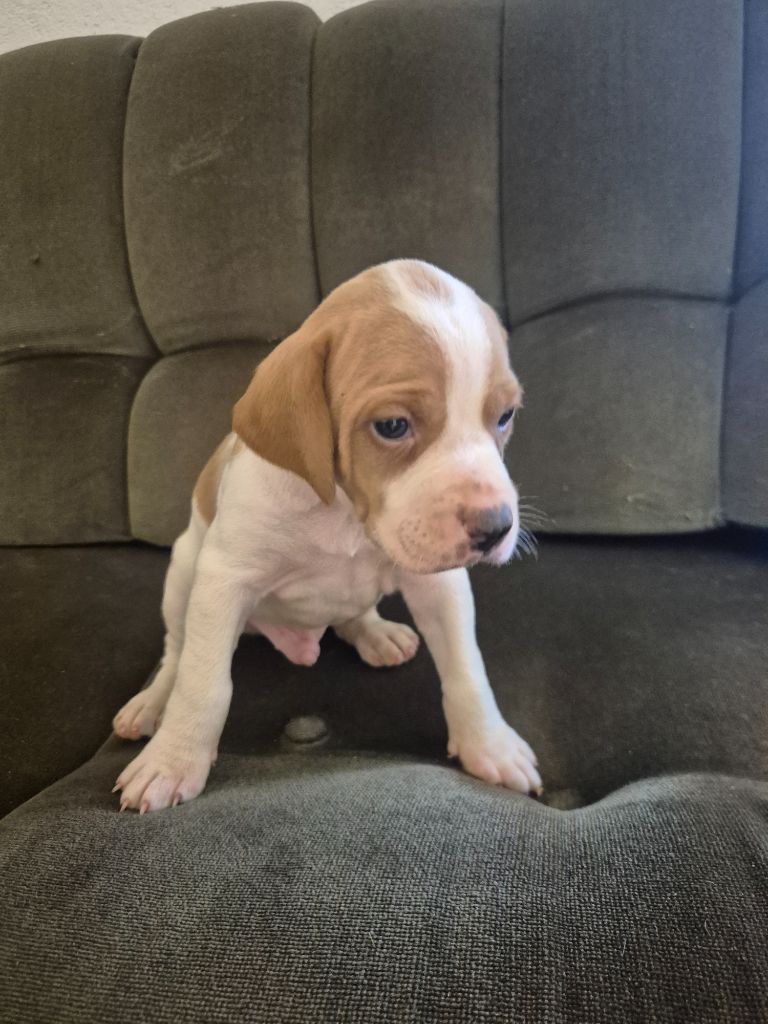 Du Roc De La Loubière - Chiots disponibles - Pointer