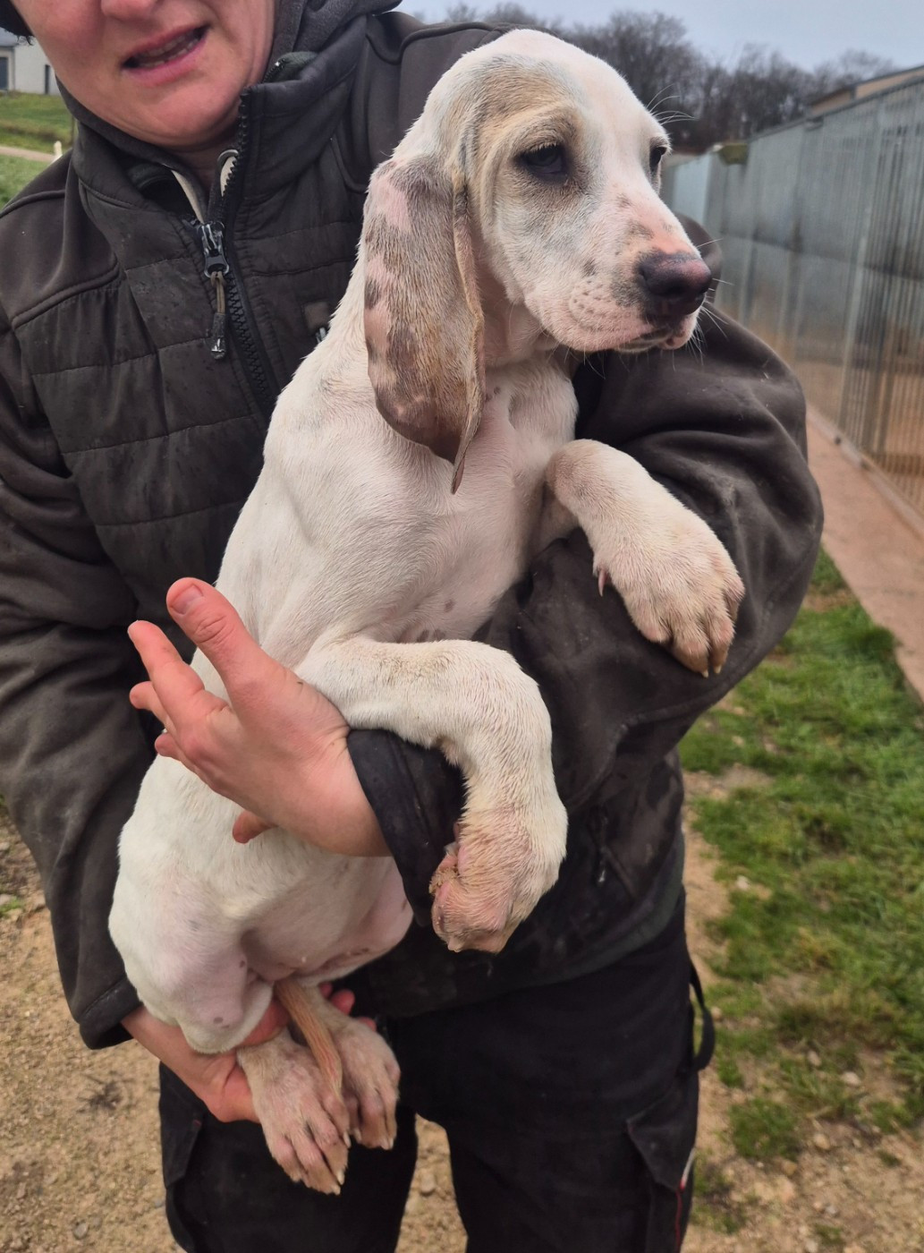 Du Roc De La Loubière - Chiots disponibles - Porcelaine