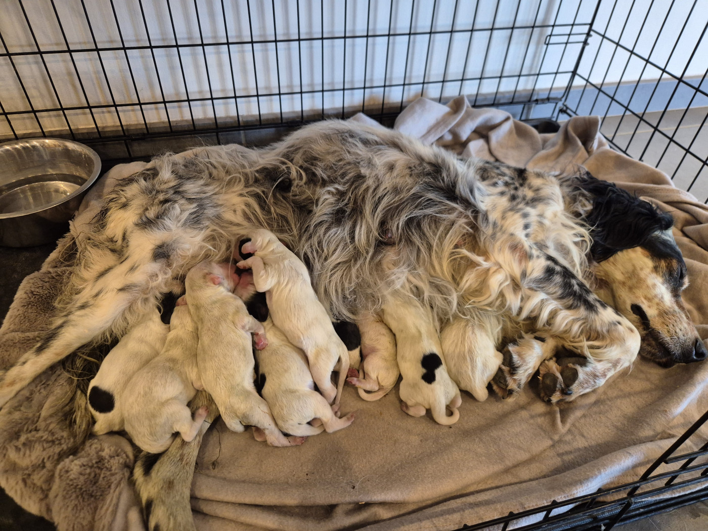 Chiot Setter Anglais Du Roc De La Loubière