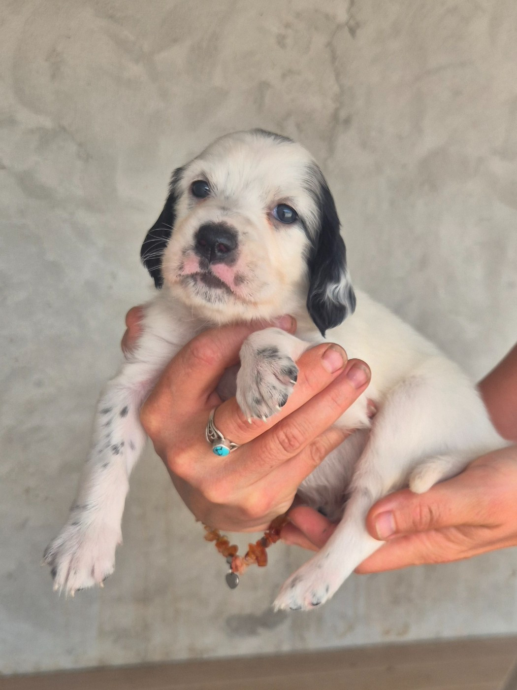 Du Roc De La Loubière - Chiots disponibles - Setter Anglais