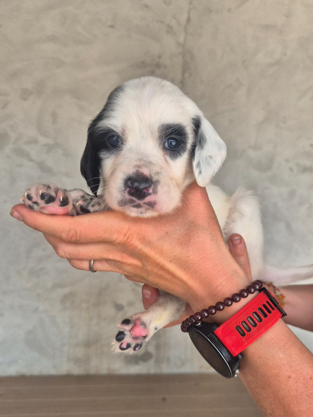 Du Roc De La Loubière - Chiots disponibles - Setter Anglais