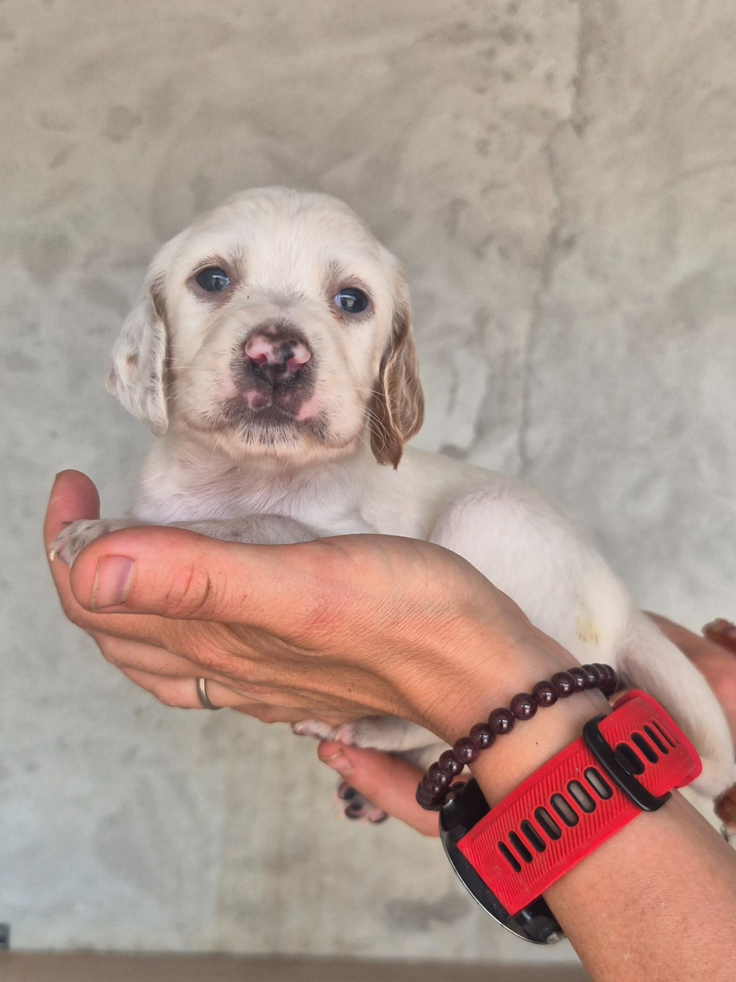 Du Roc De La Loubière - Chiots disponibles - Setter Anglais