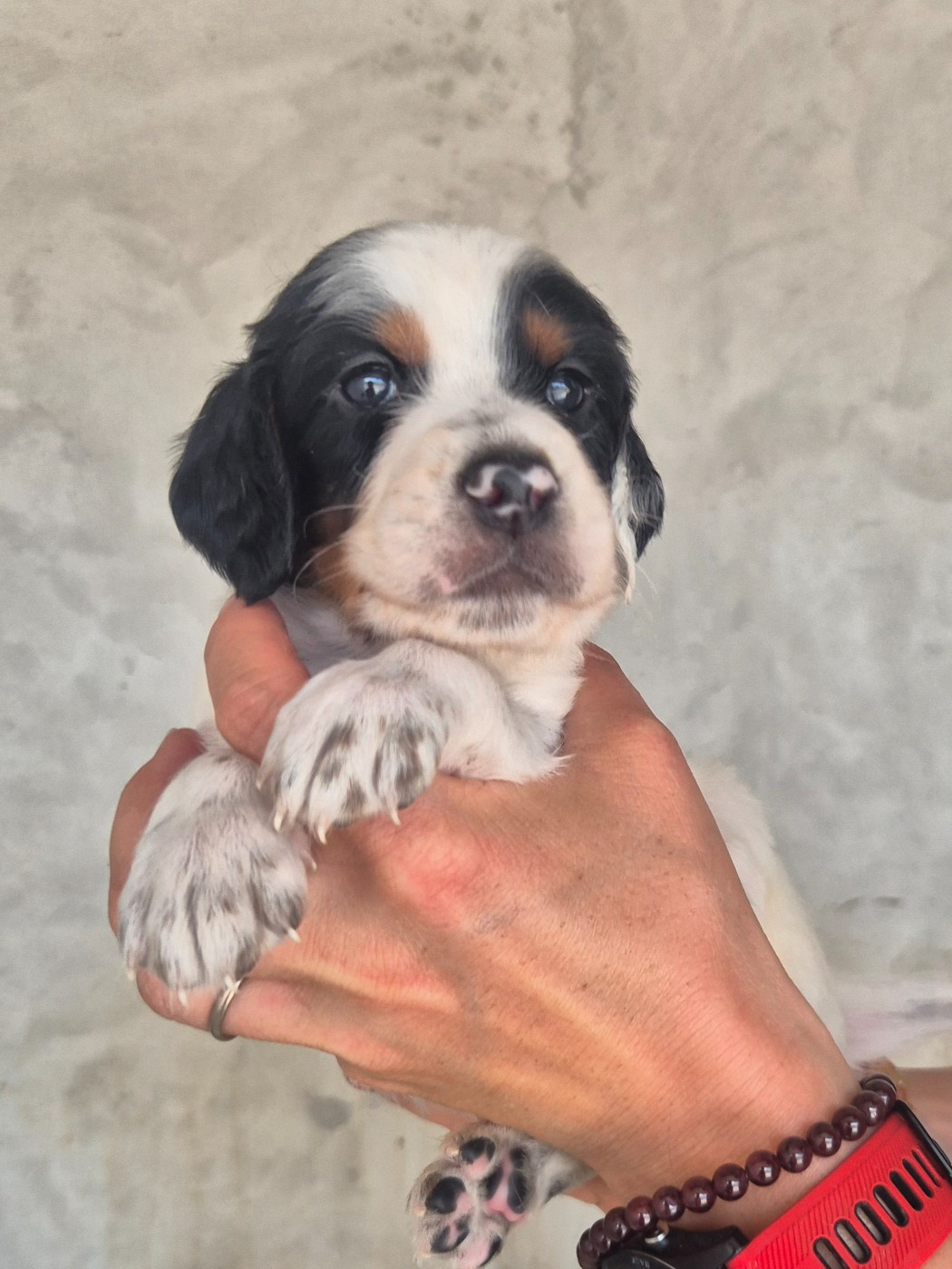 Du Roc De La Loubière - Chiots disponibles - Setter Anglais