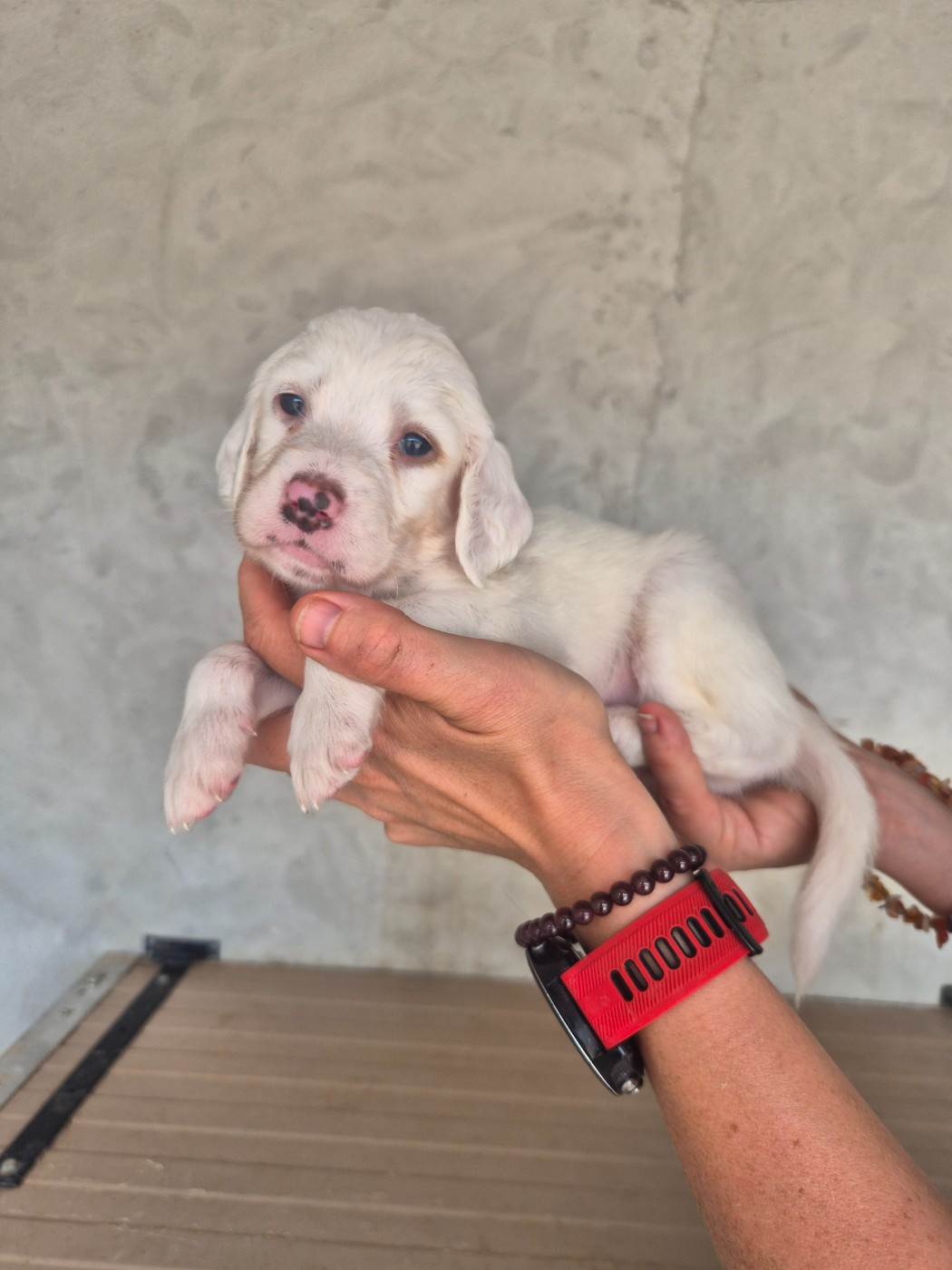 Du Roc De La Loubière - Chiots disponibles - Setter Anglais