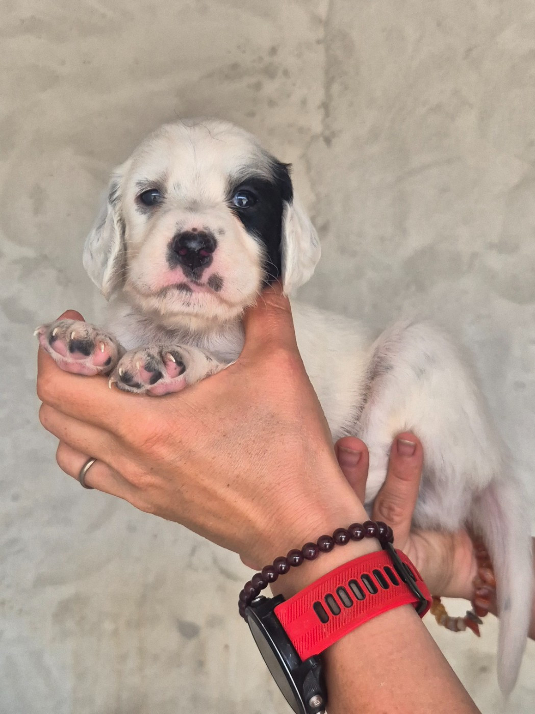 Du Roc De La Loubière - Chiots disponibles - Setter Anglais