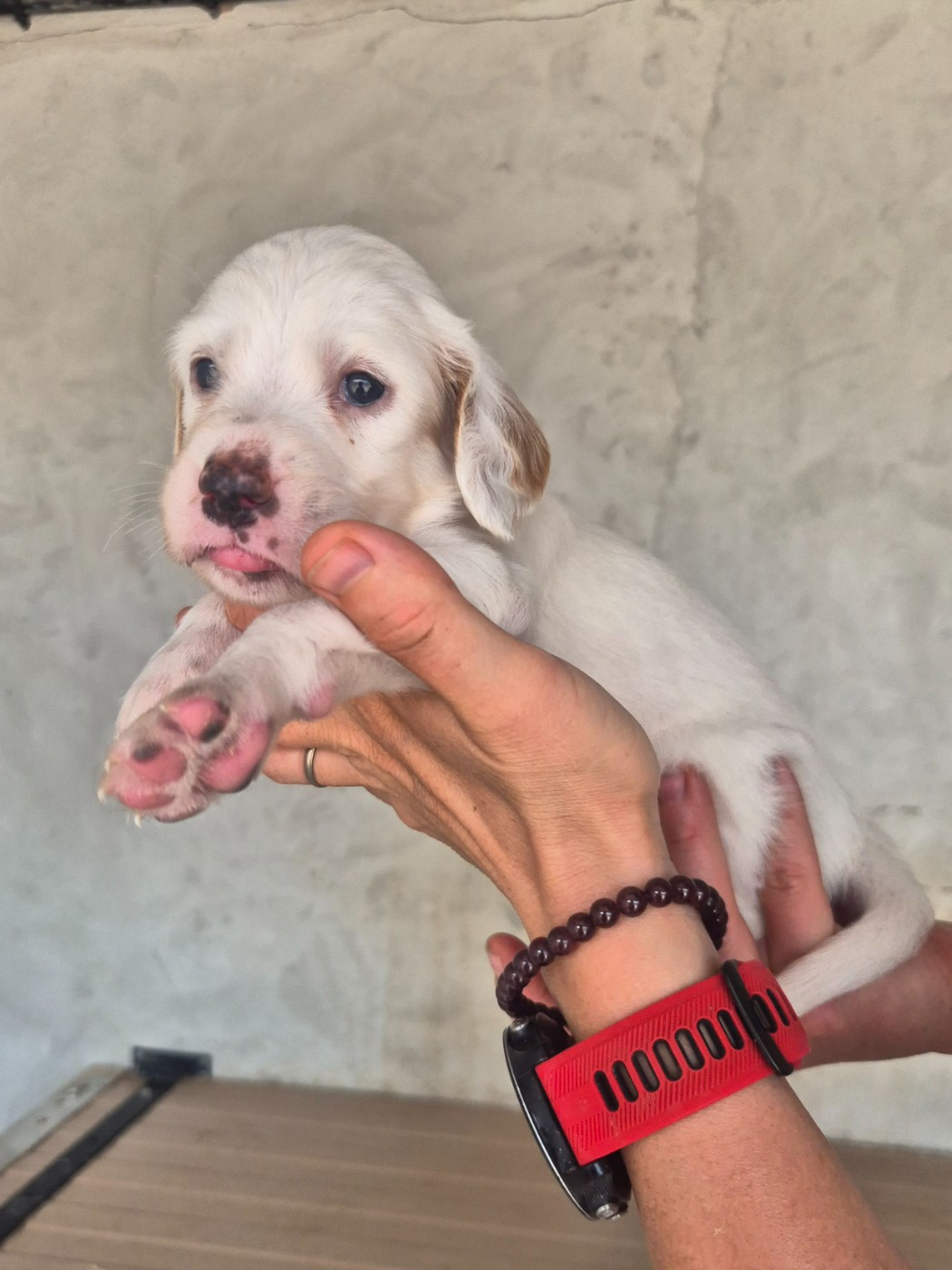 Du Roc De La Loubière - Chiots disponibles - Setter Anglais