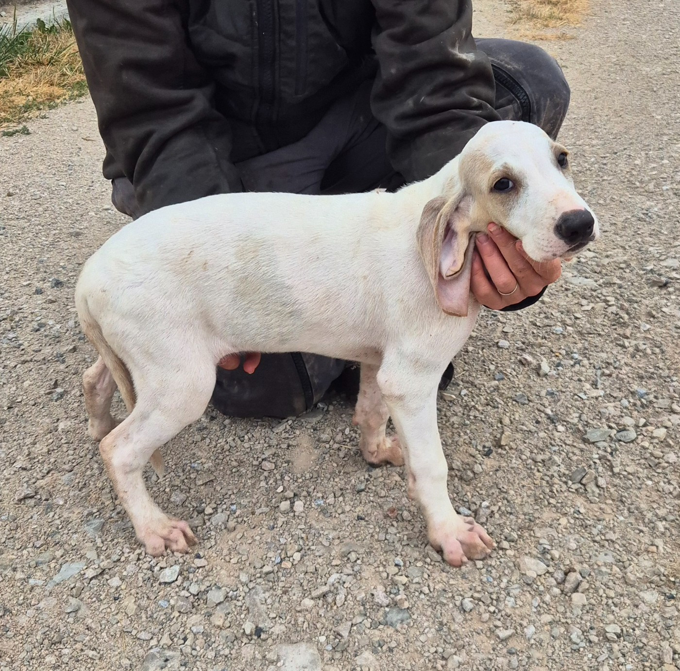 Du Roc De La Loubière - Chiots disponibles - Porcelaine