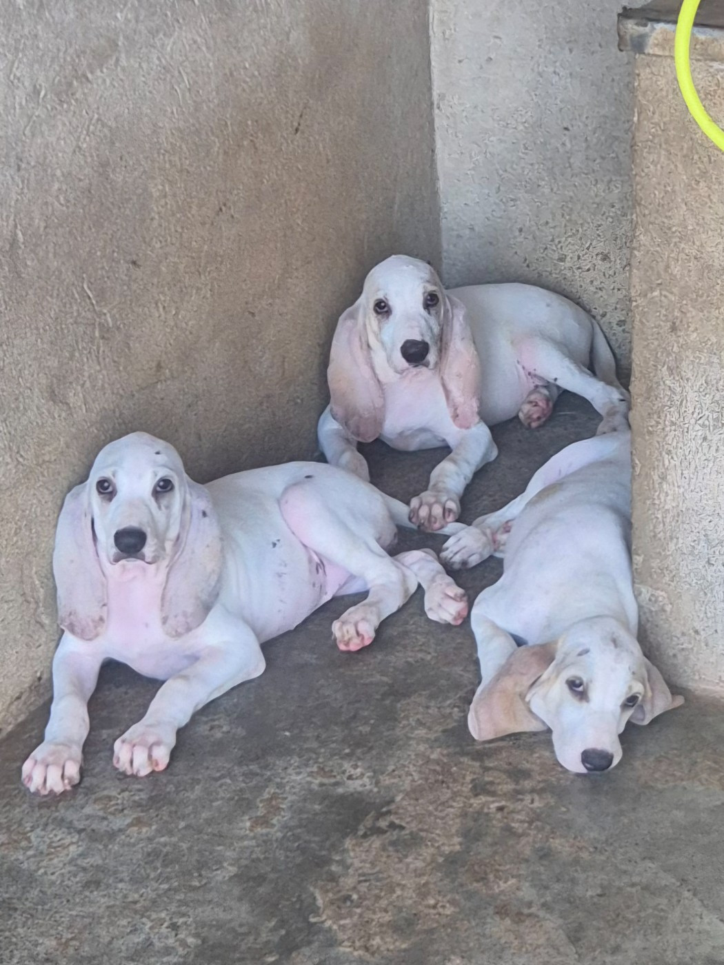 Chiot Porcelaine Du Roc De La Loubière