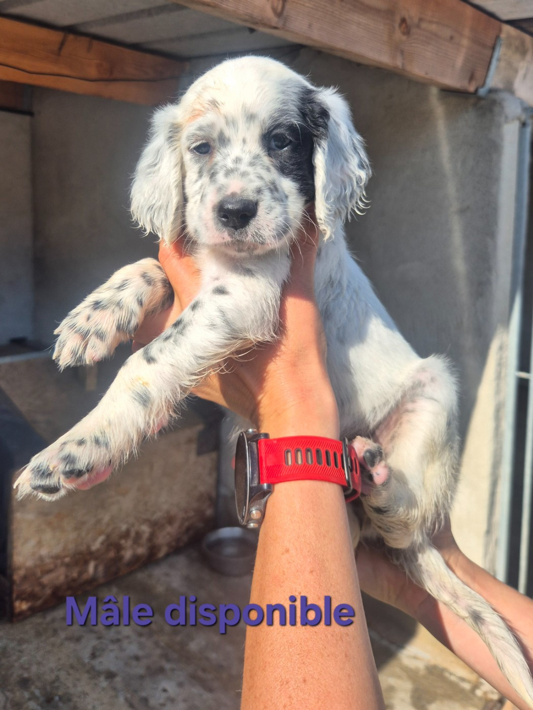 Du Roc De La Loubière - Chiots disponibles - Setter Anglais