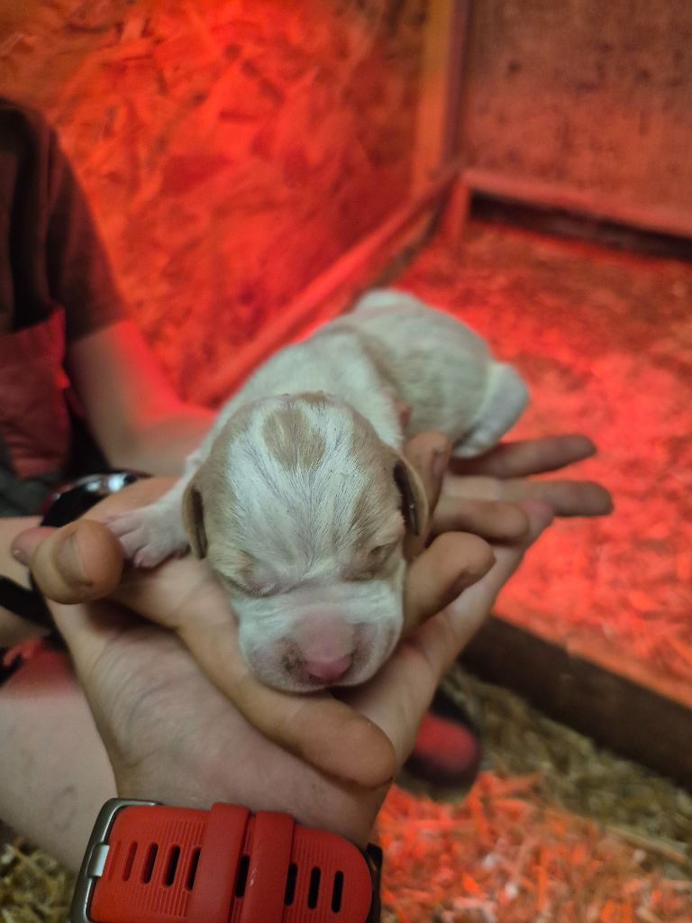 Du Roc De La Loubière - Chiots disponibles - Pointer