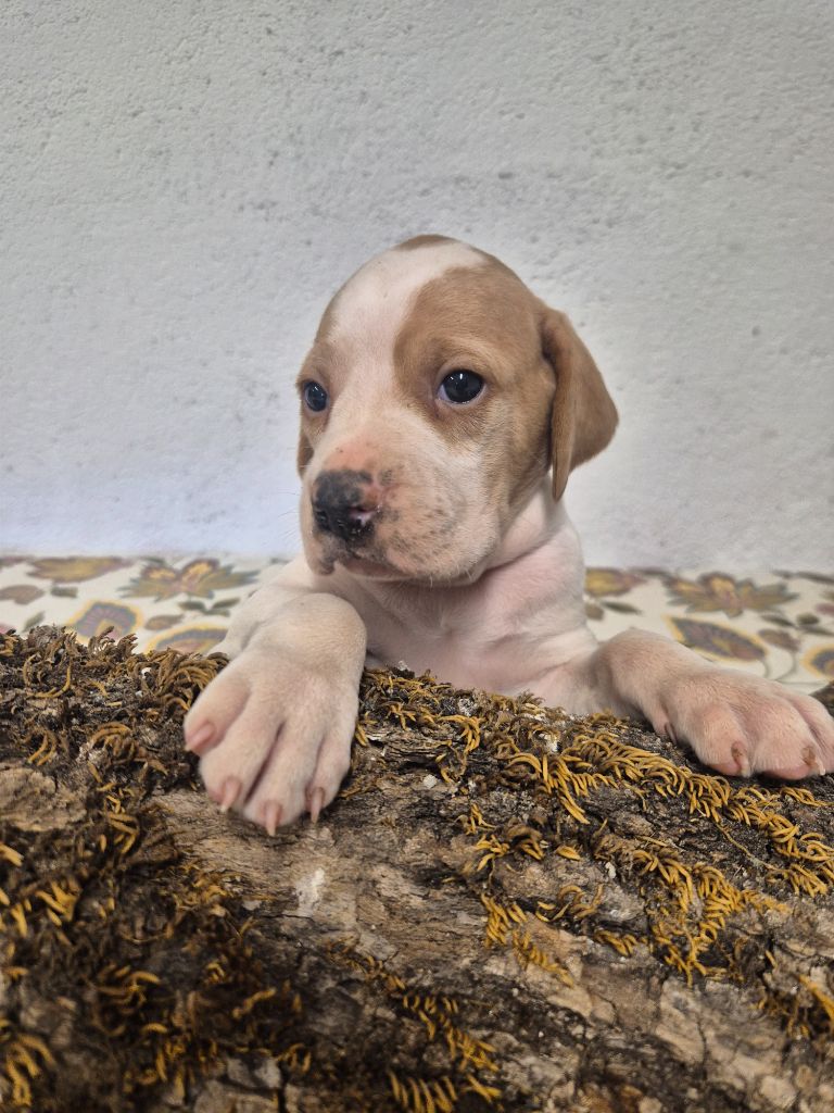 Du Roc De La Loubière - Chiots disponibles - Pointer