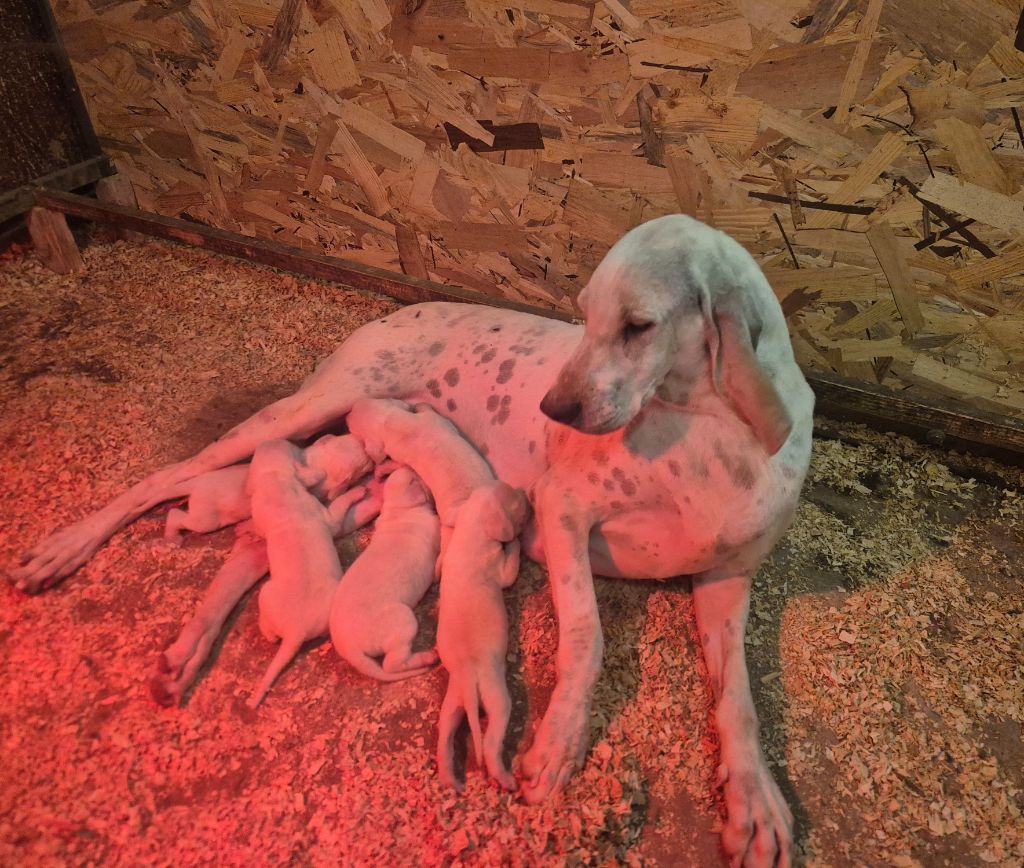 Chiot Porcelaine Du Roc De La Loubière
