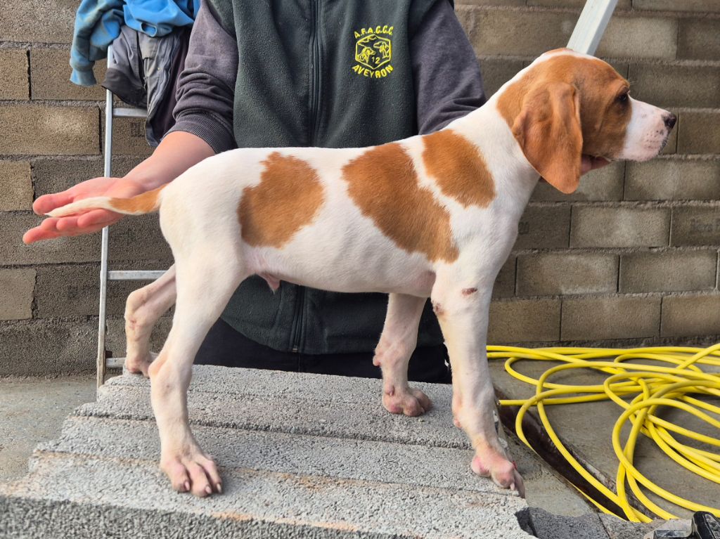 Du Roc De La Loubière - Chiots disponibles - Pointer