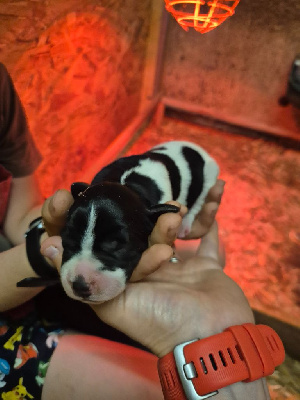 CHIOT