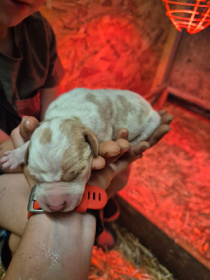 CHIOT