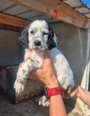BRYA
