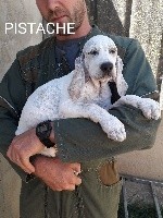 Pistache