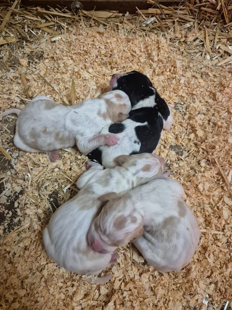 Chiot Pointer Du Roc De La Loubière